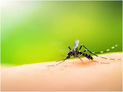 Mosquito Bite : डास चावल्यानंतर व्यक्ती गेला कोमात, 30 शस्त्रक्रिया कराव्या लागल्या, 'या' प्रजातीच्या डासाने घेतला चावा