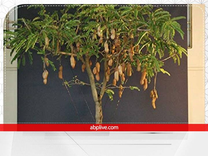 वास्तु शास्त्र के अनुसार इमली का पेड़ घर में नकारात्मकता लाता है. इसे लगाने से घर में हमेशा डर और भय का माहौल बना रहता है. इसलिए इसे भी घर में नहीं लगाना चाहिए.