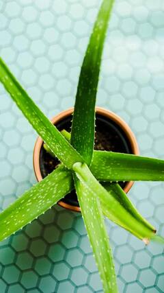 Health Tips : 'या' लोकांनी कोरफडीचा ज्यूस पिऊ नये; होऊ शकतात घातक परिणाम