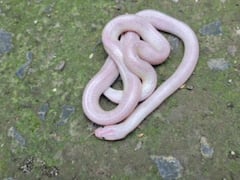 मध्य प्रदेश में मिला सफेद रंग का सांप, देखने के लिए लगी लोगों की भीड़, रेस्क्यू कर जंगल में छोड़ा