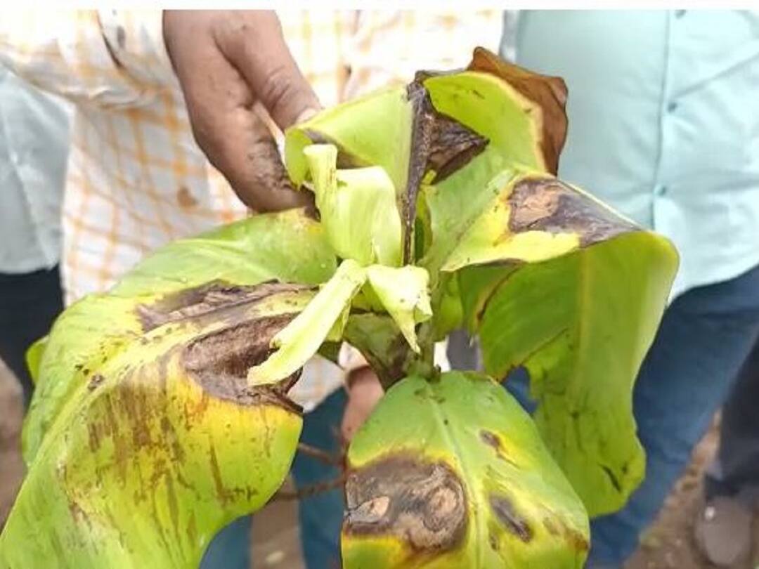 Jalgaon Banana : केळीचं आगार संकटात, जळगाव जिल्ह्यातील केळीवर सीएमव्ही व्हायरसचा प्रादुर्भाव Incidence of CMV virus on banana crop in Jalgaon district Jalgaon Banana : केळीचं आगार संकटात, जळगाव जिल्ह्यातील केळीवर सीएमव्ही व्हायरसचा प्रादुर्भाव