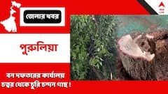 বাঘমুণ্ডিতে বন দফতরের কার্যালয় চত্বর থেকে চুরি চন্দন গাছ ! বিক্ষোভ স্থানীয়দের
