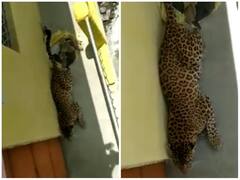 घर में घुस कर सो रहे खूंखार तेंदुए को उठाते दिखा शख्स, नजारा उड़ा देगा होश