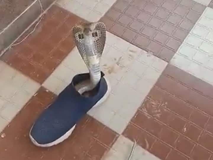 Viral Video Mysore Karnataka, Giant Cobra Takes Refuge Inside Shoe Watch Viral Video: షూ వేసుకుందామని తీశాడో లేదో కోబ్రా బుసలు కొట్టింది - వైరల్ వీడియో