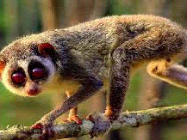 Slender Loris : கரூரில் அரிய வகை உயிரினமான தேவாங்கு சரணாலயம் அமைக்கும் பணி.. மக்கள் கருத்து இதுதான்..