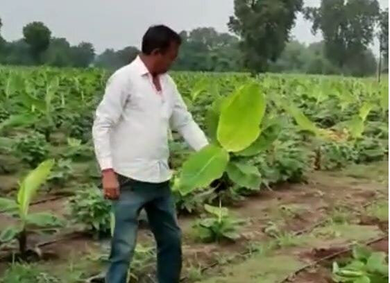 Jalgaon Banana : केळीचं आगार संकटात, जळगाव जिल्ह्यातील केळीवर सीएमव्ही व्हायरसचा प्रादुर्भाव  