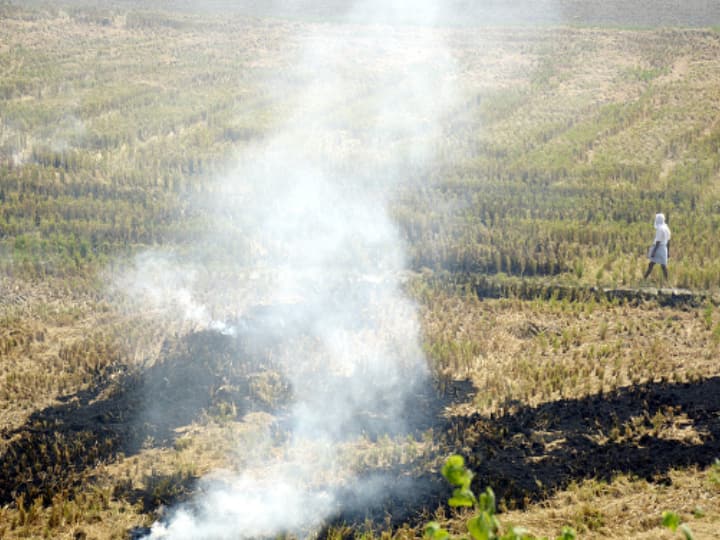 700 Stubble Burning Cases Reported in Punjab, CM Says No FIRs To Be Filed Against Farmers 700 Stubble Burning Cases Reported in Punjab, CM Says No FIRs To Be Filed Against Farmers