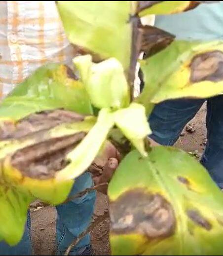 जळगाव जिल्ह्यातील केळी उत्पादक संकटात