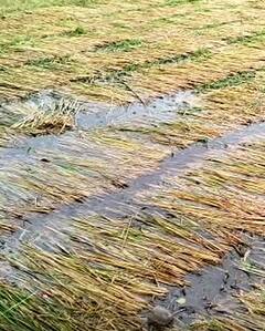 Photo : पावसामुळं पालघर जिल्ह्यातील भात शेती संकटात