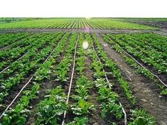 Soybean Prices: बेमौसम बारिश से 3.24 लाख मीट्रिक टन सोयाबीन की फसल खराब, फिर भी कीमतों में आई गिरावट, क्या है वजह 