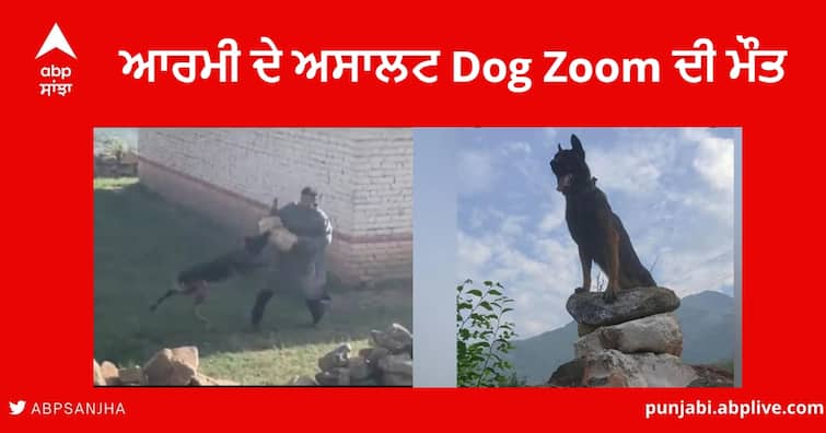 Army Dog Zoom dies :  Army Assault dog Zoom died he was injured during Encounter With Terrorist in Anantnag jammu kashmir Army Dog Zoom : ਆਰਮੀ ਦੇ ਅਸਾਲਟ Dog Zoom ਦੀ ਮੌਤ , ਗੋਲੀਆਂ ਲੱਗਣ ਤੋਂ ਬਾਅਦ ਵੀ ਅੱਤਵਾਦੀਆਂ ਨਾਲ ਕੀਤਾ ਸੀ ਮੁਕਾਬਲਾ