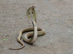 महिला को सांप ने काटा, डॉक्टरों ने पूछी प्रजाति, बोरे में लेकर अस्पताल में पहुंचे परिजन