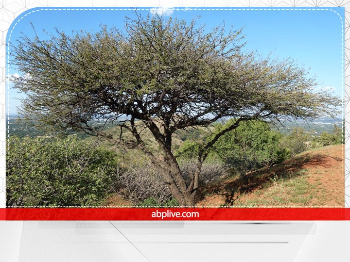 शास्त्रों के अनुसार घर में बबूल का पौधा लगाने से वाद-विवाद बढ़ता है. इससे परिवार के सदस्य मानसिक तौर पर बीमार रहने लगते हैं. इसका घर के आसपास होना भी अशुभ माना जाता है.