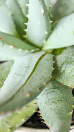 Health Tips : 'या' लोकांनी कोरफडीचा ज्यूस पिऊ नये; होऊ शकतात घातक परिणाम