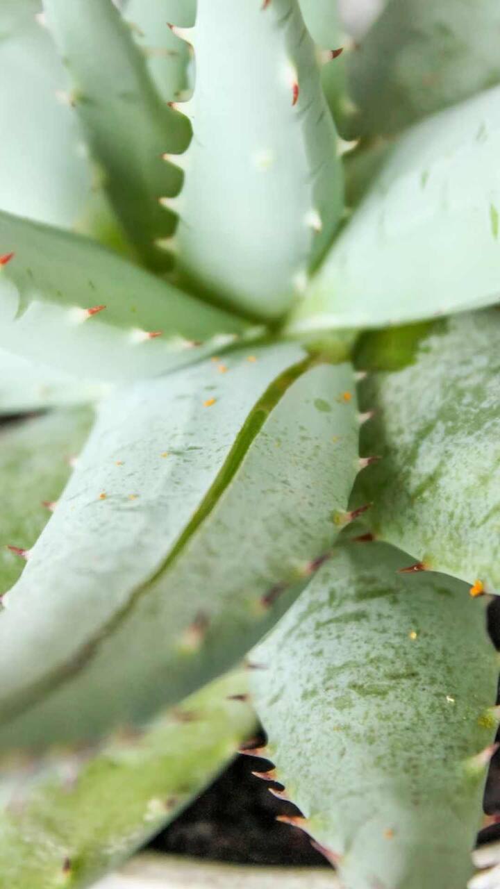 कोरफडीचा रस हा आरोग्याचा खजिना आहे यात शंका नाही. शरीराच्या आत किंवा बाहेरील आजार असो, कोरफड सर्व प्रकारच्या समस्यांपासून मुक्त होण्यास मदत करते.