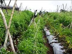 सांगलीसह नांदेड जिल्ह्याला परतीच्या पावसाचा फटका, टोमॅटोसह सोयाबीन पिकाचं मोठं नुकसान, शेतकरी आर्थिक संकटात