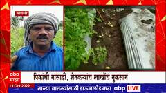 Sangli Tomato Loss : सांगलीत मुसळधार पावसाची हजेरी, भाजीपाला उत्पादक संकटात
