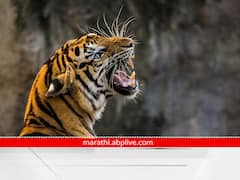 Chandrapur : चिंताजनक! विदर्भात पावसाळ्यात वाघांच्या हल्ल्यात लक्षणीय वाढ, स्थानिक लोकांच्या सुरक्षेचं काय?