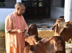 गोरखपुर में सीएम योगी ने की गौसेवा, अपने हाथों से गायों और बछड़ों को खिलाया चारा और गुड़