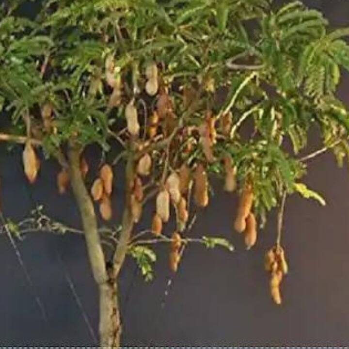 বাস্তুশাস্ত্র অনুসারে, তেঁতুল গাছ ঘরে নেতিবাচকতা আনে। এটি প্রয়োগ করলে ঘরে সবসময় ভয়-ভীতির পরিবেশ থাকে। তাই এটি বাড়িতে লাগানো উচিত নয়।