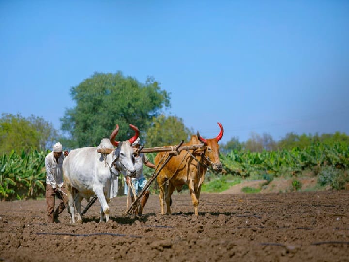 Uttar Pradesh Natural Farming Board constituted helps to promote natural farming in state Natural Farming: किसानों की जिंदगी सवारेंगी प्राकृतिक खेती, यूपी प्राकृतिक खेती बोर्ड गठन के बाद मिलेंगी ये सुविधायें