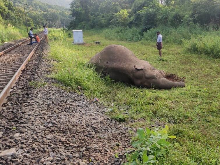 A wild elephant died after being hit by a train near Coimbatore Coimbatore Accident : கோவையில் பரபரப்பு.. இரயில் மோதி காட்டு யானை உயிரிழப்பு.. தொடரும் சோகம்