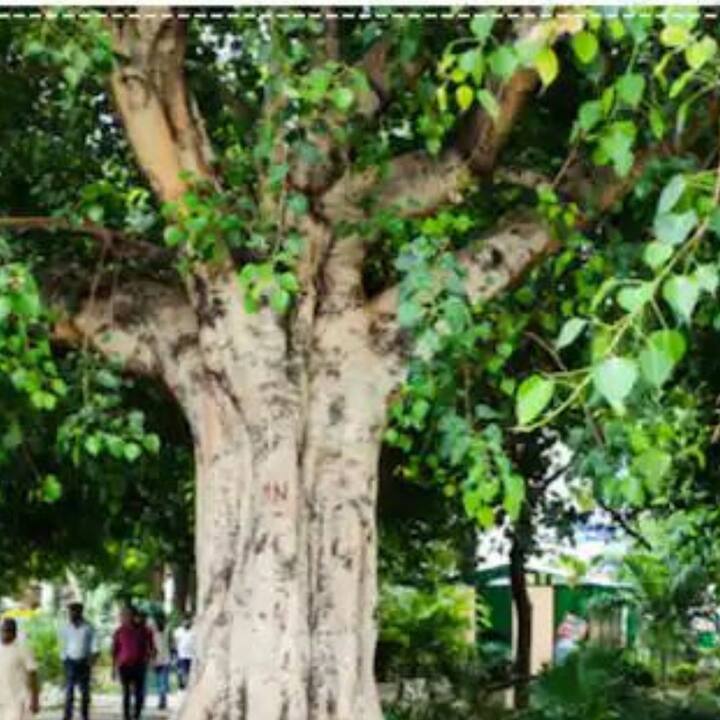 পিপল গাছ ঘরে নেতিবাচক শক্তি নিয়ে আসে। বাড়ির দেওয়ালে বা কোনও কোণে পিপল গাছ গজালে তা তুলে ফেলতে হবে।