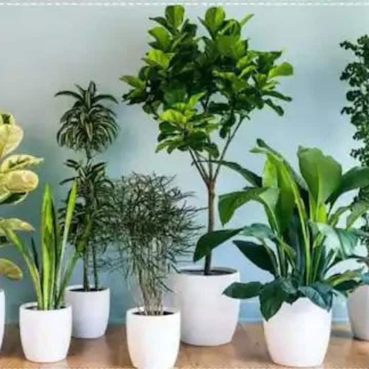 বাস্তুশাস্ত্র অনুসারে, বাড়িতে রাখা গাছ-গাছালি বাড়ির সমস্ত কিছুর উপর প্রভাব ফেলে। এগুলি ইতিবাচক এবং নেতিবাচক শক্তি ধারণ করে। ঘরে এমন কিছু গাছ-গাছালি লাগানো থেকে বিরত থাকুন।