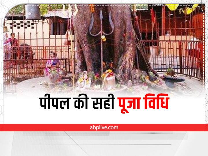 सूर्योदय होने पर पीपल की जड़ में तांबे या पीतल के लौटे से चढ़ाना चाहिए. इसके बाद पीपल की 7 परिक्रमा लगाएं. इससे सभी मनोकाना पूर्ण होती है. भूलकर भी सूर्यास्त के बाद पीपल को जल अर्पित न करें.