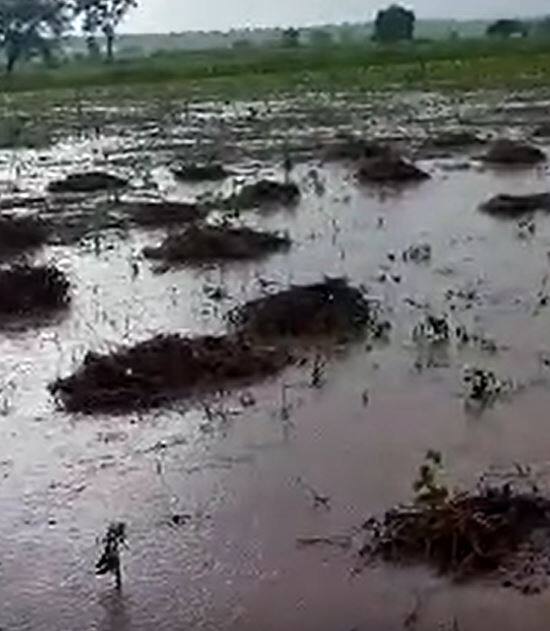 पावसामुळं नांदेड जिल्ह्यात सोयाबीनचे नुकसान