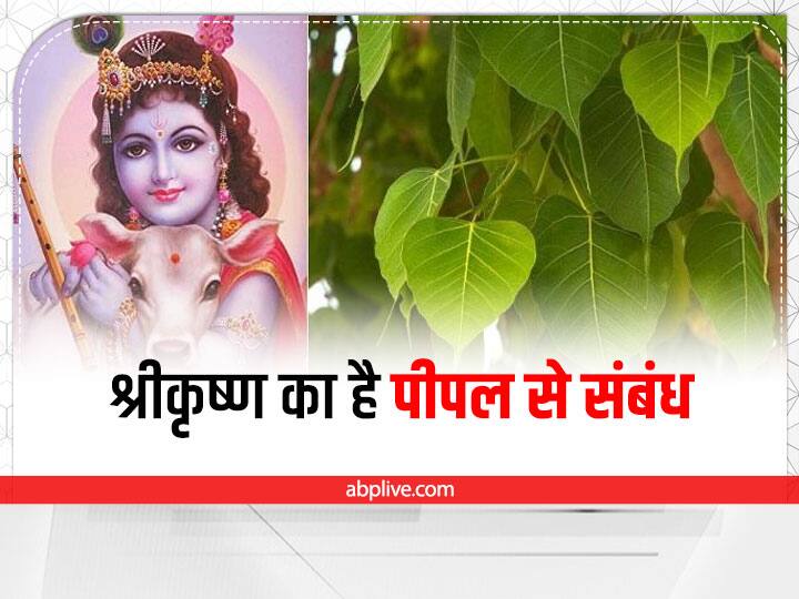 गीता के अनुसार श्रीकृष्ण ने पीपल को खुद का स्वरूप बताया है. भगवान कृष्ण ने पीपल के वृक्ष के नीचे ही सृष्टि को गीता का ज्ञान प्रदान किया था.