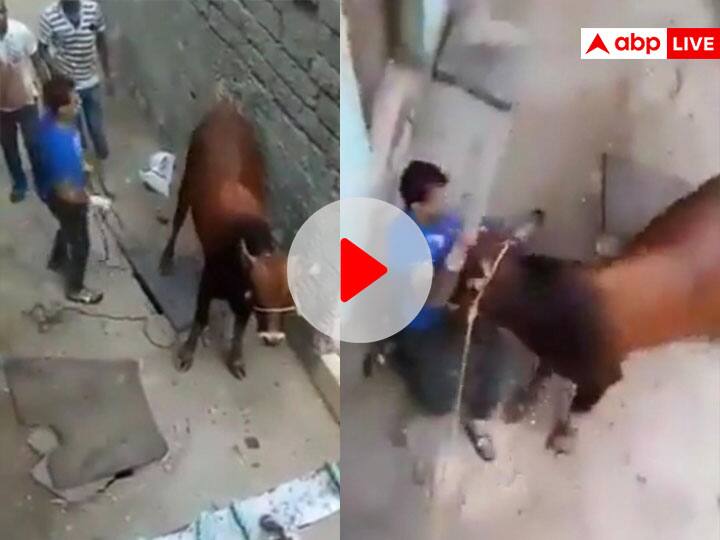 Man hits cow and pulls tail, gets instant Karma cow beats him back badly viral video on social media लात मारकर गाय की पूंछ खींच रहा था आदमी, बाद में उसे ही पटक-पटककर धो डाला, Video देखिए
