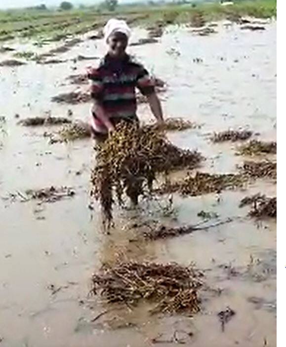 पावसामुळं कापूस पिकाचे नुकसान