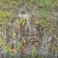 Photo : नांदेड जिल्ह्याला परतीच्या पावसाचा तडाखा