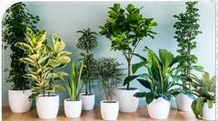 আপনার বাড়িতে কি এই গাছগুলি রয়েছে ? সাবধান ! মারাত্মক ক্ষতি হতে পারে