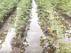 राज्यातील 'या' जिल्ह्यात परतीच्या पावसाचा धुमाकूळ, शेती पिकांना मोठा फटका 