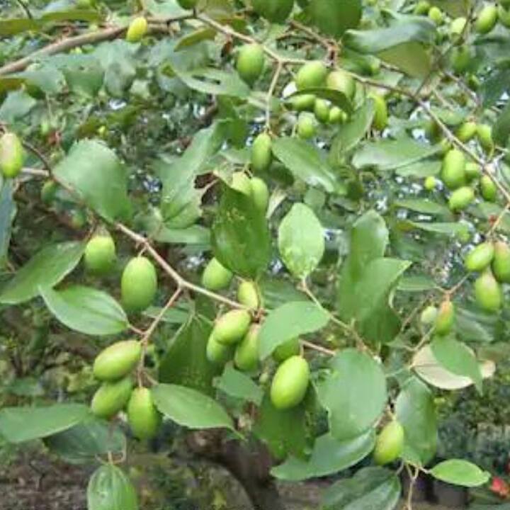 বাস্তুশাস্ত্রে এমন কিছু গাছের কথা বলা হয়েছে, যা ঘরে লাগিয়ে দুর্ভাগ্য ও দারিদ্র দূর হয়। অনেক সময় মানুষ না জেনে এসব গাছ লাগায়, যা পরবর্তীতে ধ্বংসের কারণ হয়ে দাঁড়ায়।