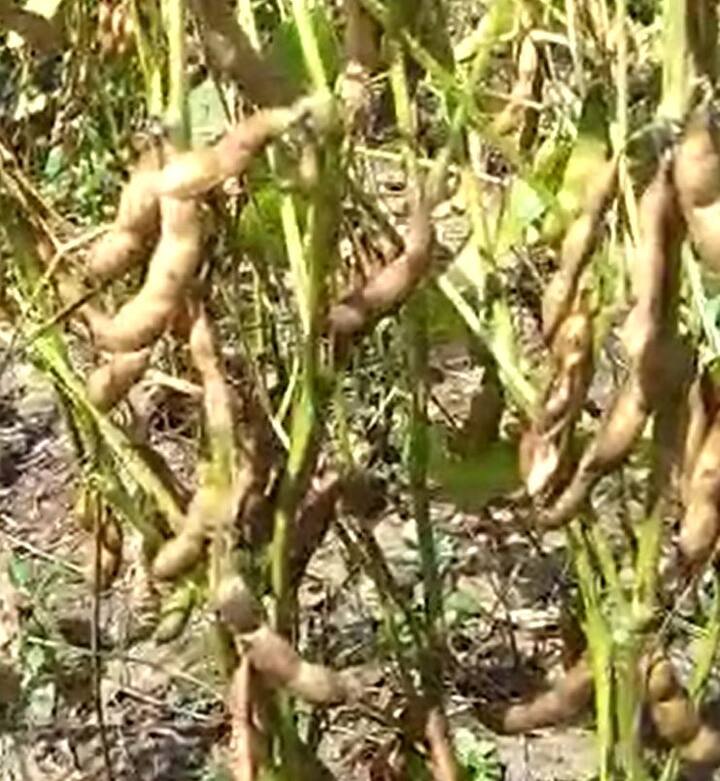 उत्पादनात मोठी घट येण्याची शक्यता