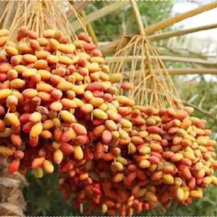 বাড়ির আঙিনায় খেজুর গাছ লাগাবেন না, এটা অশুভ বলে মনে করা হয়। এই গাছটি দেখতে খুব সুন্দর হলেও এটি লাগালে বাড়ির সদস্যদের উপর ঘৃণা বাড়ে।