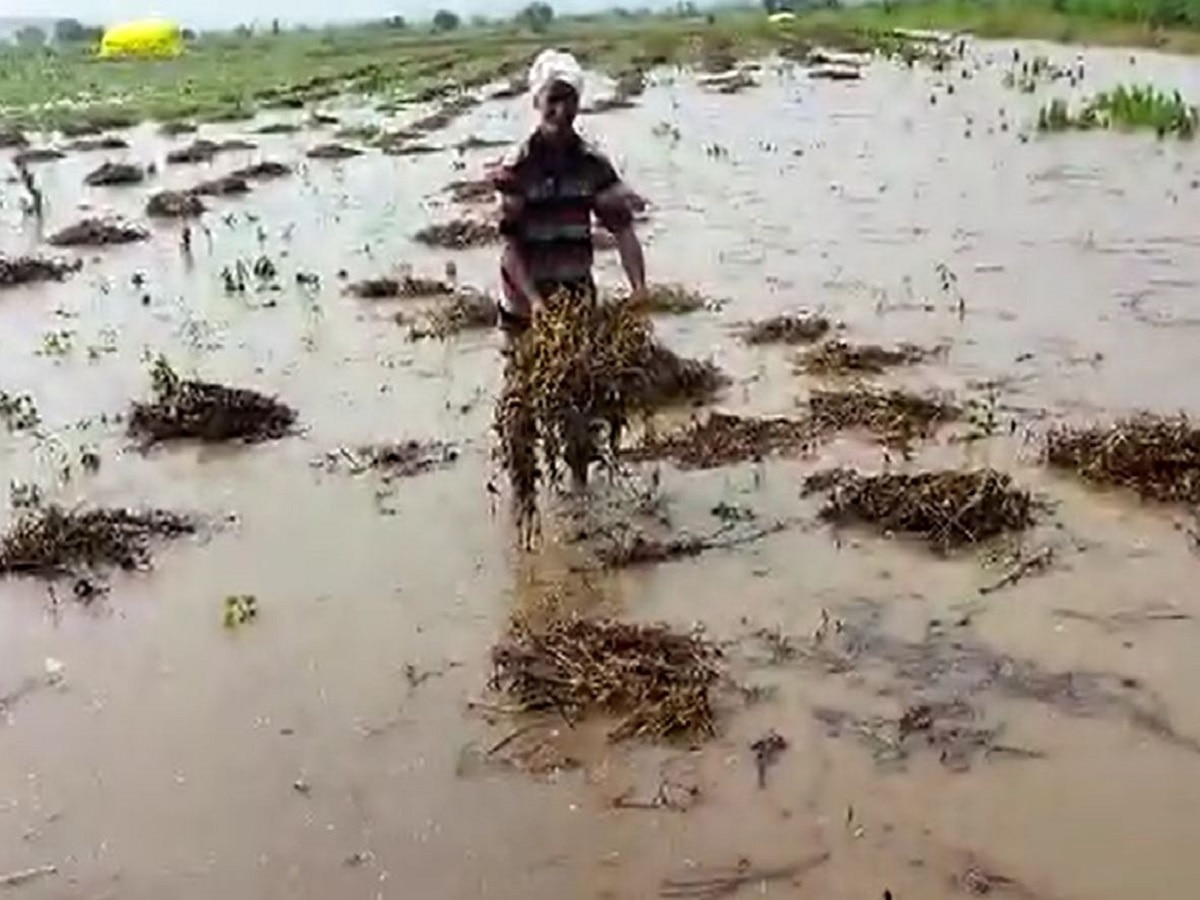 Maharashtra Rain : राज्यातील 'या' जिल्ह्यात परतीच्या पावसाचा धुमाकूळ, शेती पिकांना मोठा फटका 