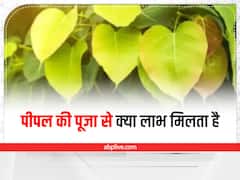 Peepal Puja: इस समय भूलकर भी न करें पीपल की पूजा, चली जाएगी घर की बरकत
