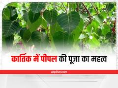 Peepal Puja: इस समय भूलकर भी न करें पीपल की पूजा, चली जाएगी घर की बरकत