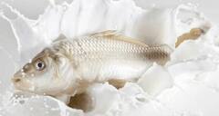 Fish With Milk : ਮੱਛੀ ਅਤੇ ਦੁੱਧ ਦਾ ਇਕੱਠੇ ਸੇਵਨ ਕਰਨ ਨਾਲ ਕੀ ਹੁੰਦੈ, ਜਾਣੋ ਦੋਵੇਂ ਚੀਜ਼ਾਂ ਇਕੱਠੀਆਂ ਖਾਣਾ ਮਨ੍ਹਾ ਕਿਉਂ ?