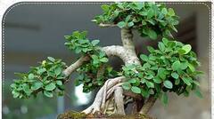 Vastu Tips : বাড়িতে এই গাছগুলি লাগাবেন না, সুখ নষ্ট হয়, বাড়ে নেতিবাচক শক্তি !