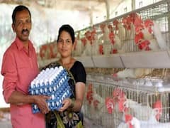 अंडे में छिपा है मोटी कमाई का फंडा,  सिर्फ इतने खर्च में पोल्ट्री फार्म लगाकर कमा सकते हैं लाखों का मुनाफा