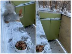 शांति से नाश्ते का इंतजार करती दिखी गिलहरी, यूजर्स का जीता दिल