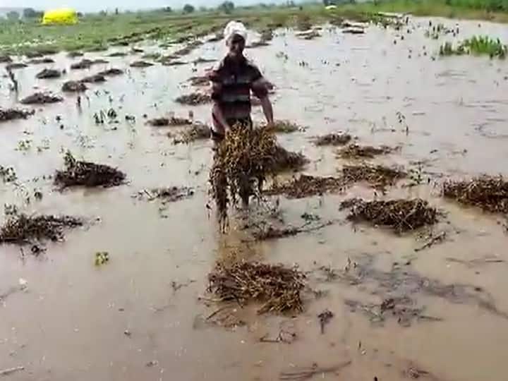 Nanded Rain News heavy loss of agricultural crops due to rain In Nanded district Nanded Rain : नांदेड जिल्ह्याला परतीच्या पावसाचा तडाखा, कापसाच्या झाल्या वाती तर सोयाबीनला फुटले कोंब 
