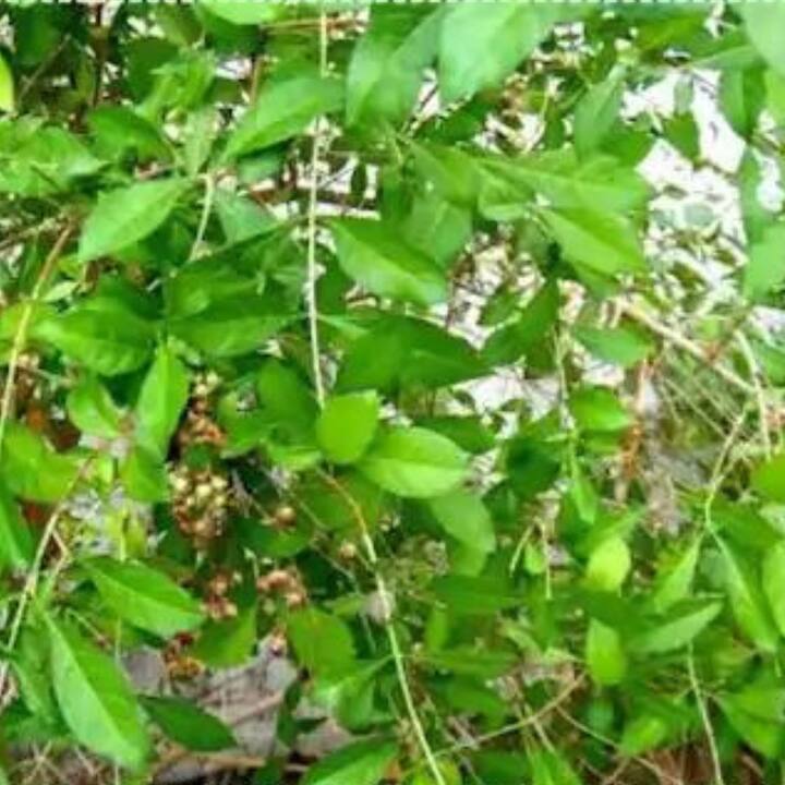 এটা বিশ্বাস করা হয় যে, মেহেন্দি গাছে অশুভ শক্তি বাস করে। বাড়িতে এই গাছ লাগালে নেতিবাচক শক্তির সঞ্চার হয়। এতে ঘরের সুখ-শান্তি নষ্ট হতে পারে।