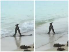 समुद्र किनारे हुआ बिछड़े हुए दोस्तों का मिलन, गले लगाए नजर आई दो छिपकली