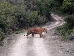राजाजी नेशनल पार्क से गायब हुई बाघिन, हाल ही में कॉर्बेट नेशनल पार्क लाई गई थी